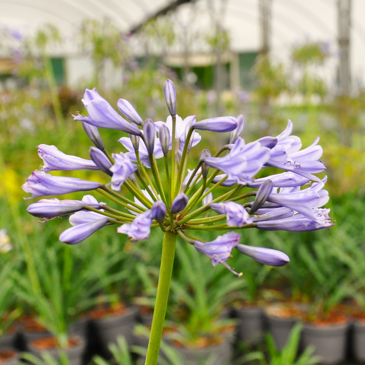 Agapanthus praecox